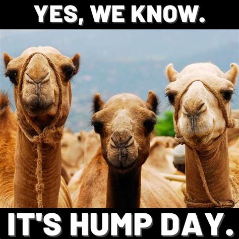 hump day memes|funny hump day meme's.